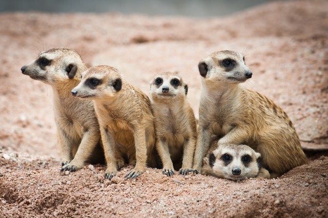 Family of Meerkats